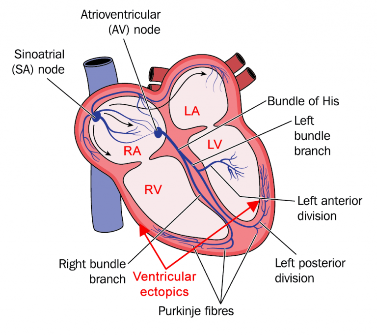 The centre of the heart. Проводящая система сердца анатомия. Сердце состоит. Nodes of the Heart. His Demeti.